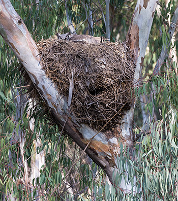 Verreaux's Eagle Owl on nest